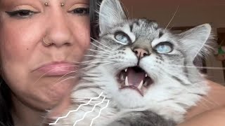 Cat Who Can't Meow Has The Softest Voice You've Ever Heard 😱 screenshot 4