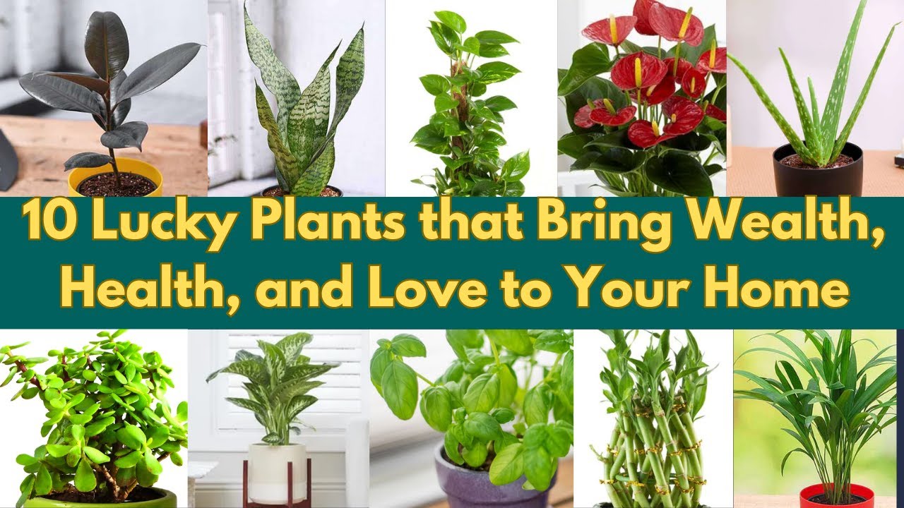 Top 10 Lucky Plants To Change Your Life/Lucky plants for home and