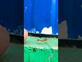 Ants Walking Together 🐜😱 | Satisfying Nature Short #trending