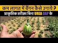 गर्मी में बैंगन / भटा की प्राकृतिक खेती कैसे करे ? Natural Farming Eggplant 🍆🌿🚜