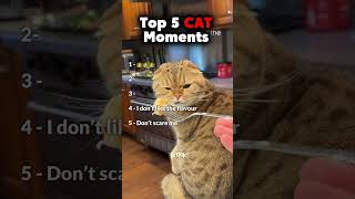 Ranking top 5 CAT MOMENTS 🗿🐈☠️