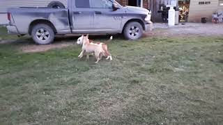 Dogs playing