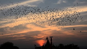 Flocking behavior of river bank mainas