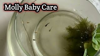 Molly Babies / How To Feed Molly Babies For First Time/ Molly Fish Breeding / Molly Fish Baby Care