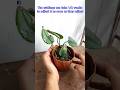 Repotting waterrooted scindapsus moonlight plant  scindapsus plant care indoor