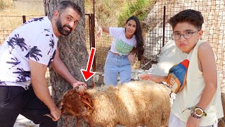فاجأنا اهلنا ب خاروف 🐏 نام عندهم في البيت 😴😪 screenshot 5
