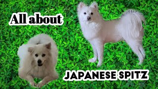 Get to know♥ the Japanese Spitz better#dog #animals #japanesespitz#shorts