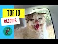 Top 10 most amazing animal rescues of 2020  - Takis Shelter