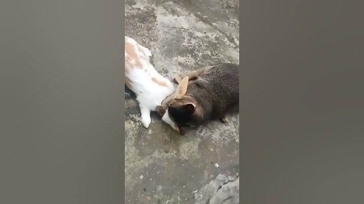 rabbits in heat, choose the wrong female #animals #funny #videoshort #america #europe #comedy #fun