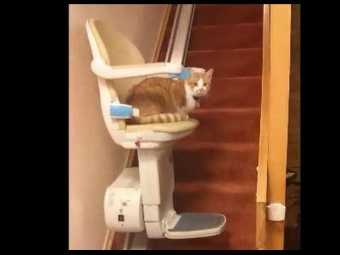 Cat on Stair Lift - YouTube
