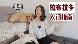 【拉布拉多入门指南 】上 | 拉布拉多优缺点 大型犬饲养注意事项 什么渠道买狗靠谱？养狗干货【养狗这件大事】第二期