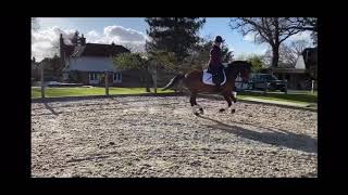 Holnicote Bright Spark (Sky) - For Sale Vid 1