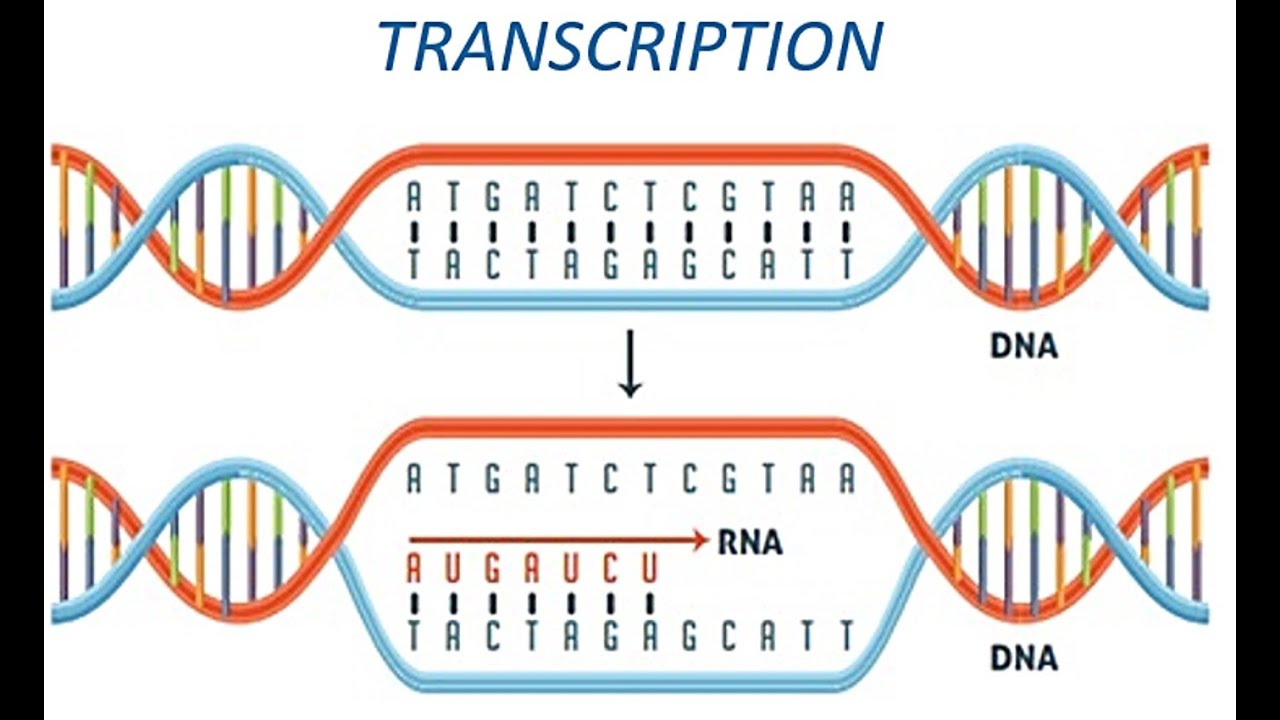 Dna To Rna Conversion Chart With