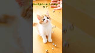 Cute Kitten Under a Star Rain ✨😻#CatASMR
