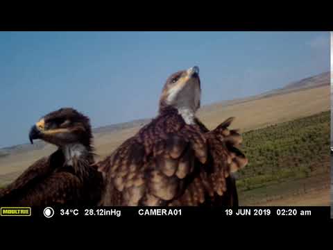 ბექობის არწივის მართვეები / Eaglets of Eastern Imperial Eagle