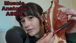 Muscular System for Human Anatomy & Physiology | ASMR ✨💪🦵