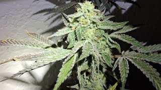 Holiday update