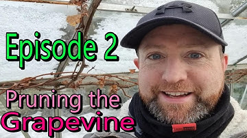 Episode2 - Winter pruning a Grapevine in the UK