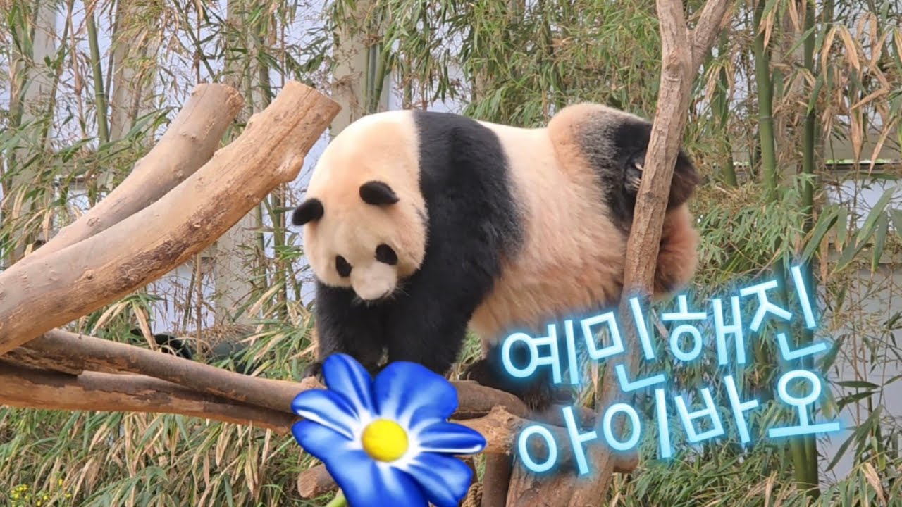 2026.03.03. 예민해진 아이바오 뛰뛰 흔들흔들