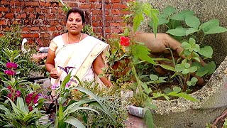 செடிகளை தொட்டி இல்லாமல் புதுமையான முறையில் வளர்க்கும் சென்னை பெண்மணி | Malarum Bhoomi