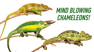 ニッタンプロフ確認　Chameleons of Africa 3 of the CRAZIEST Chameleon Species from Africa! - YouTube