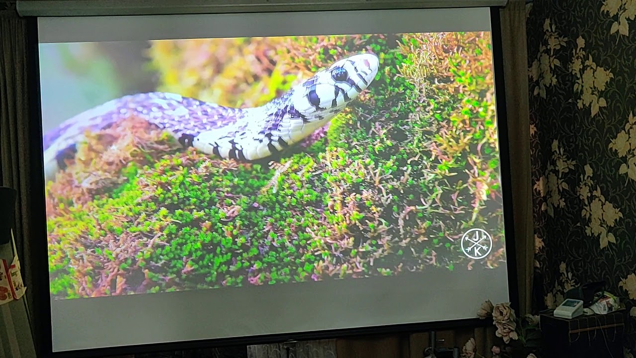 Xgimi RS PRO при свете. Ширина экрана 2,5 м.