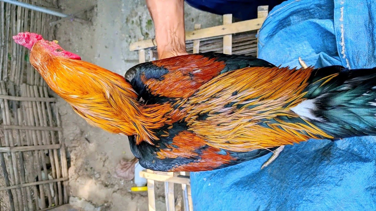 LUAR BIASA Koleksi Ayam Bangkok Wiring Kuning Tembus YouTube