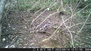 Misc. Behaviours from Mid to LateAugust | Japanese Badger Sett Diary #107