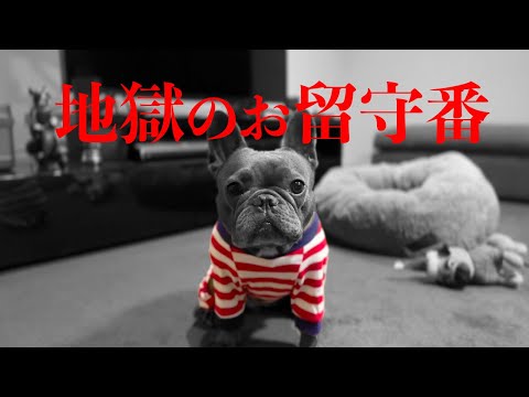 どんな時でも健気にお留守番する犬【急いで帰宅する飼い主】