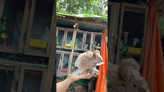 English Trumpeter In Hands