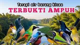 Burung Gacor Alami Dengan Terapi Suara Air U0026 Alam 