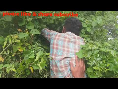 Video: Ang Mga Pakinabang Ng Honey Para Sa Mga Aktibong Kasangkot Sa Palakasan