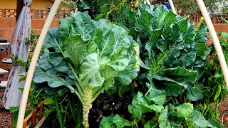 Please join me as we harvest collared greens in the desert. #garden #gardening #diy