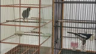 kacer gacor vs jalak kebo.!!!