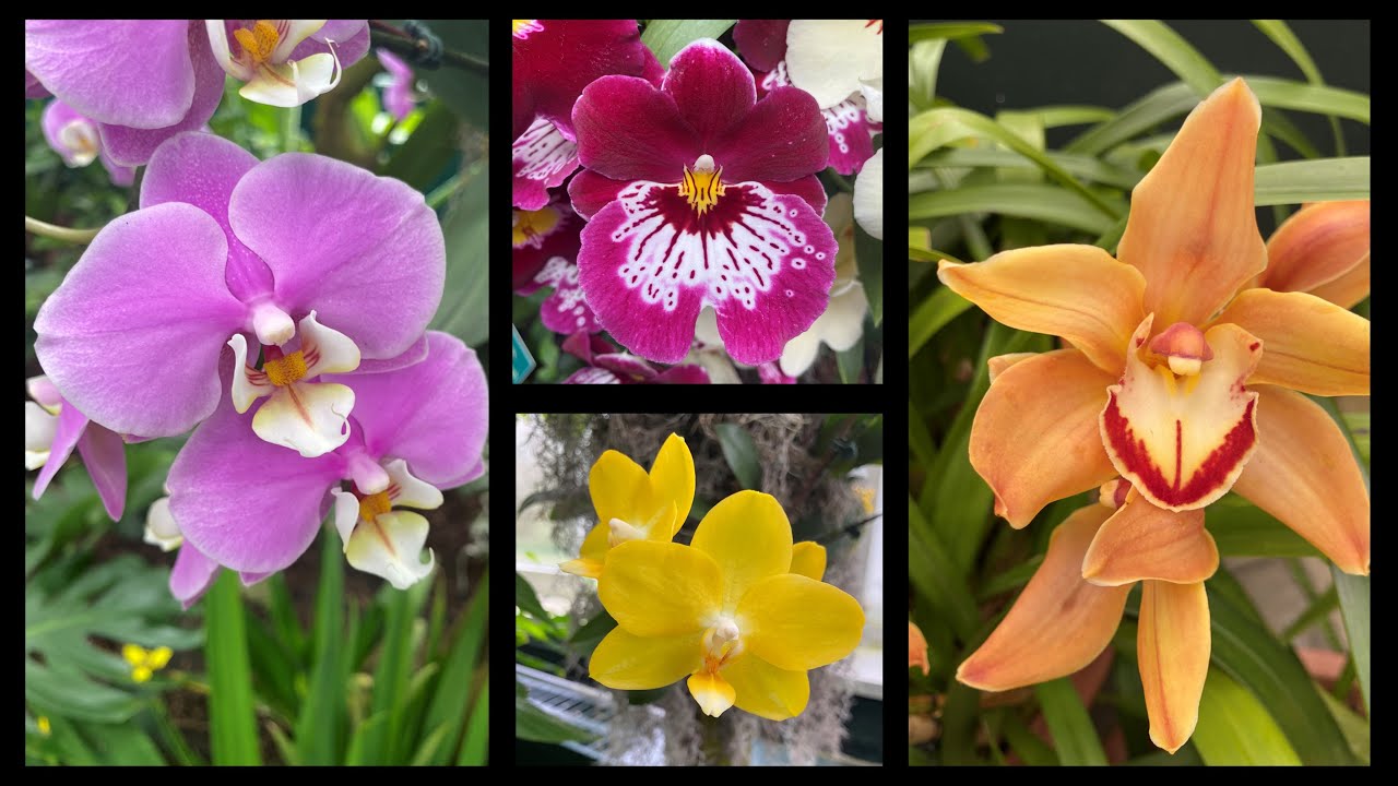 How to Identify an Orchid? The Orchid Show: Jeff Leatham's Kaleidoscope at New York Botanical Garden