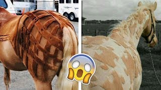 Wonderful Designs Cutting the Furs of Horses! by Numan Gürsoy 2,737 views 5 years ago 7 minutes, 32 seconds