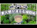 【たった4つだけ押さえて】🔰見た目の素人感が消える植栽術