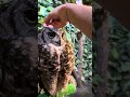 Big Owl 🦉 in Japan 🇯🇵