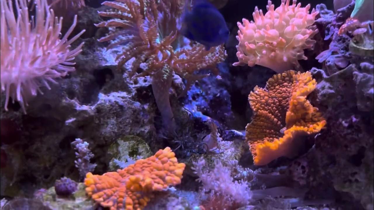 Rock flower anemone breeding?! Reef tank maturing YouTube