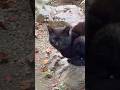くろねこさん だいふくハウスに入居