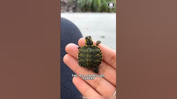 Waterschildpad 🐢 Huisdieropvoeding: Schildpadeditie!