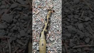 Banana Slug, Olympic National Park, Washington