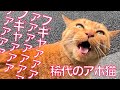 アホ猫のフギャァァ、桜の街に轟くフギャァァ The 