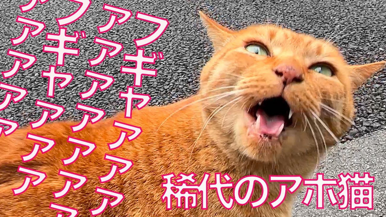 あほねこ maxresdefault.jpg