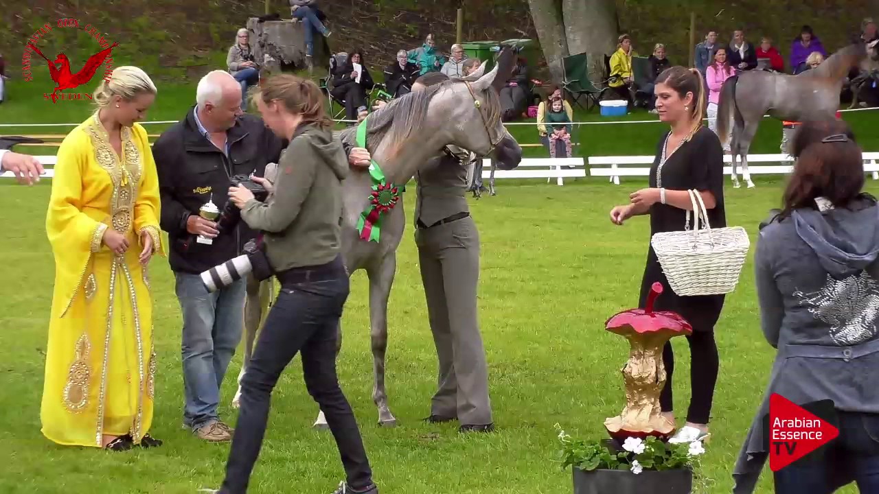 2ND N.15 MR MARY LYNN - Scandinavian Open Championship 2017 - Yearling Fillies Championship