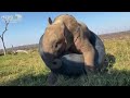 Albino Elephant Orphan, Khanyisa takes her tyre for a walk, a dance & a cuddle!
