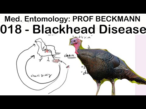 Medical Entomology 018: Blackhead Disease