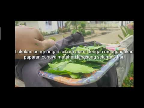 PRAKTIKUM TEKNIK PENGERINGAN (PRS473V)||Pengeringan Daun Salam