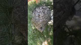 Bald faced Hornet Nest Long Island, New York