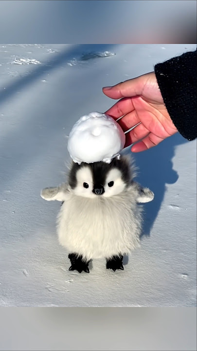 I want to kiss this baby #cute #adorable #pet #penguin #babyanimals #fluffy #cuteanimal